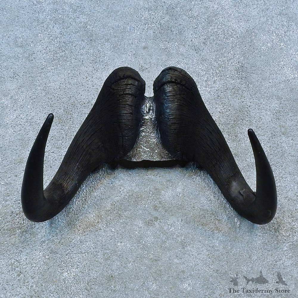 Black Wildebeest Skull Cap & Horn Mount For Sale #15496 @ The Taxidermy Store