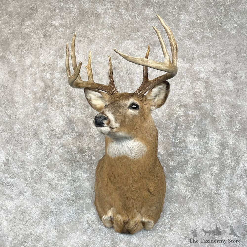 Whitetail Deer Shoulder Mount For Sale #28079 - The Taxidermy Store
