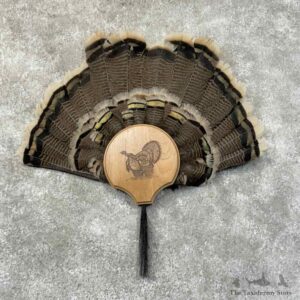 Merriams Turkey Fan Mount For Sale #31263 @ The Taxidermy Store