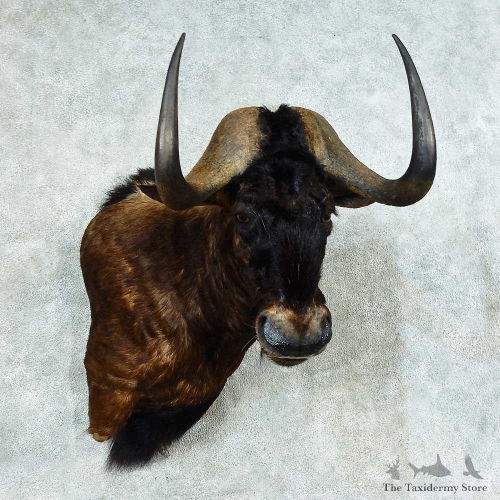 Black Wildebeest Shoulder Mount For Sale #16179 @ The Taxidermy Store
