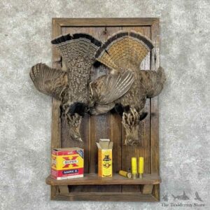 Ruffed Grouse Bird Mount Display For Sale #31201 @ The Taxidermy Store