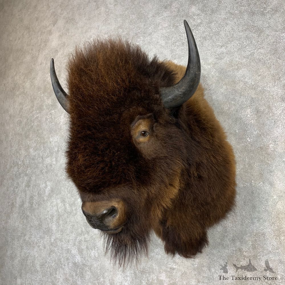 American Buffalo Shoulder Mount For Sale #21534 @ The Taxidermy Store