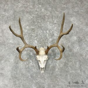 Mule Deer Skull European Mount For Sale #25481 @ The Taxidermy Store