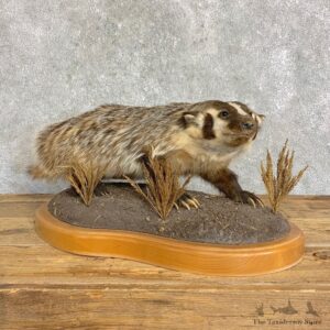 American Badger Life-Size Mount For Sale #22835 @ The Taxidermy Store