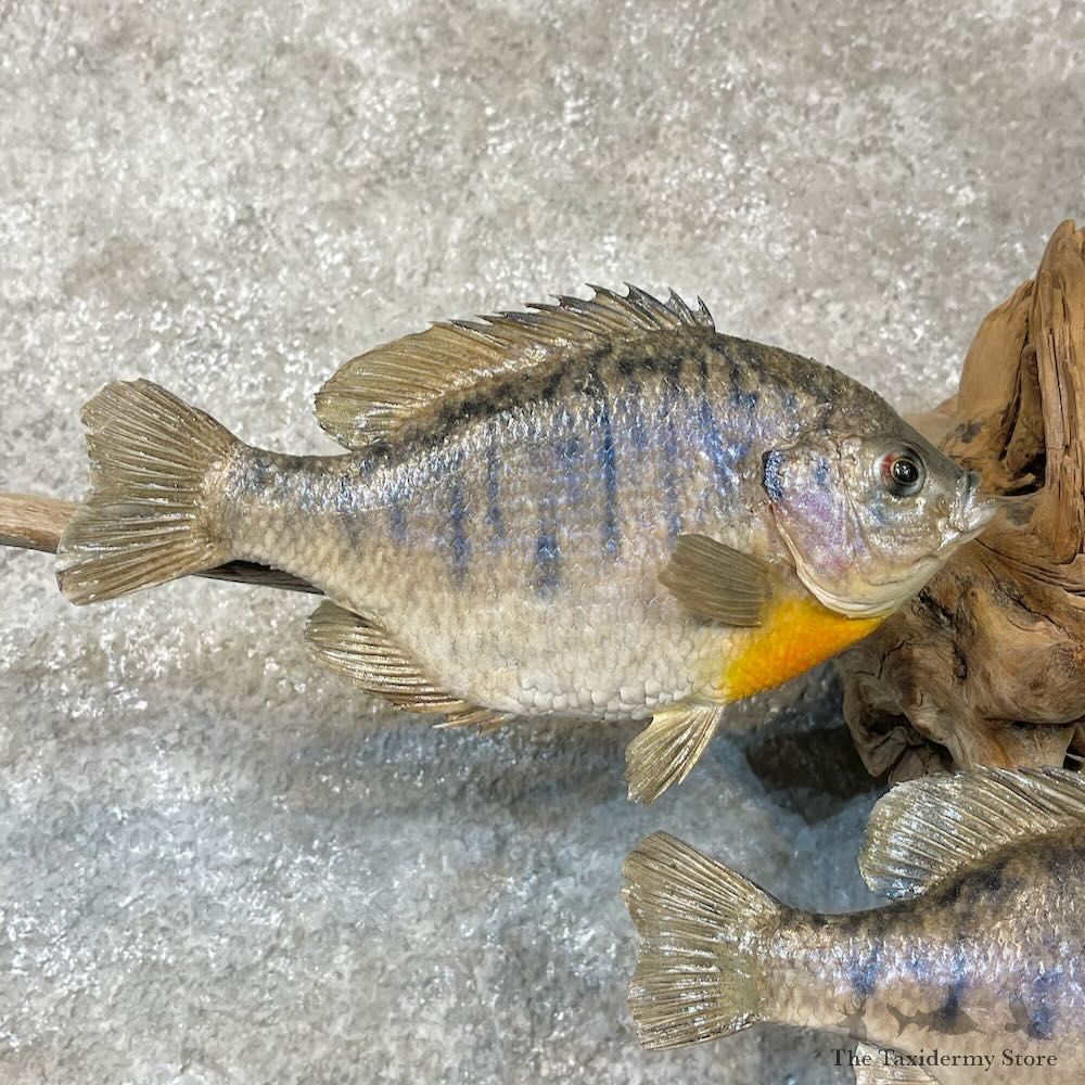 Bluegill Pair Fish Mount For Sale #28312 @ The Taxidermy Store