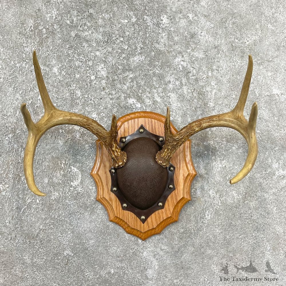 Whitetail Deer Antler Plaque Mount For Sale #26222 @ The Taxidermy Store