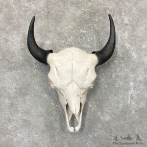 Buffalo Bison Skull Mount For Sale #24568 @ The Taxidermy Store