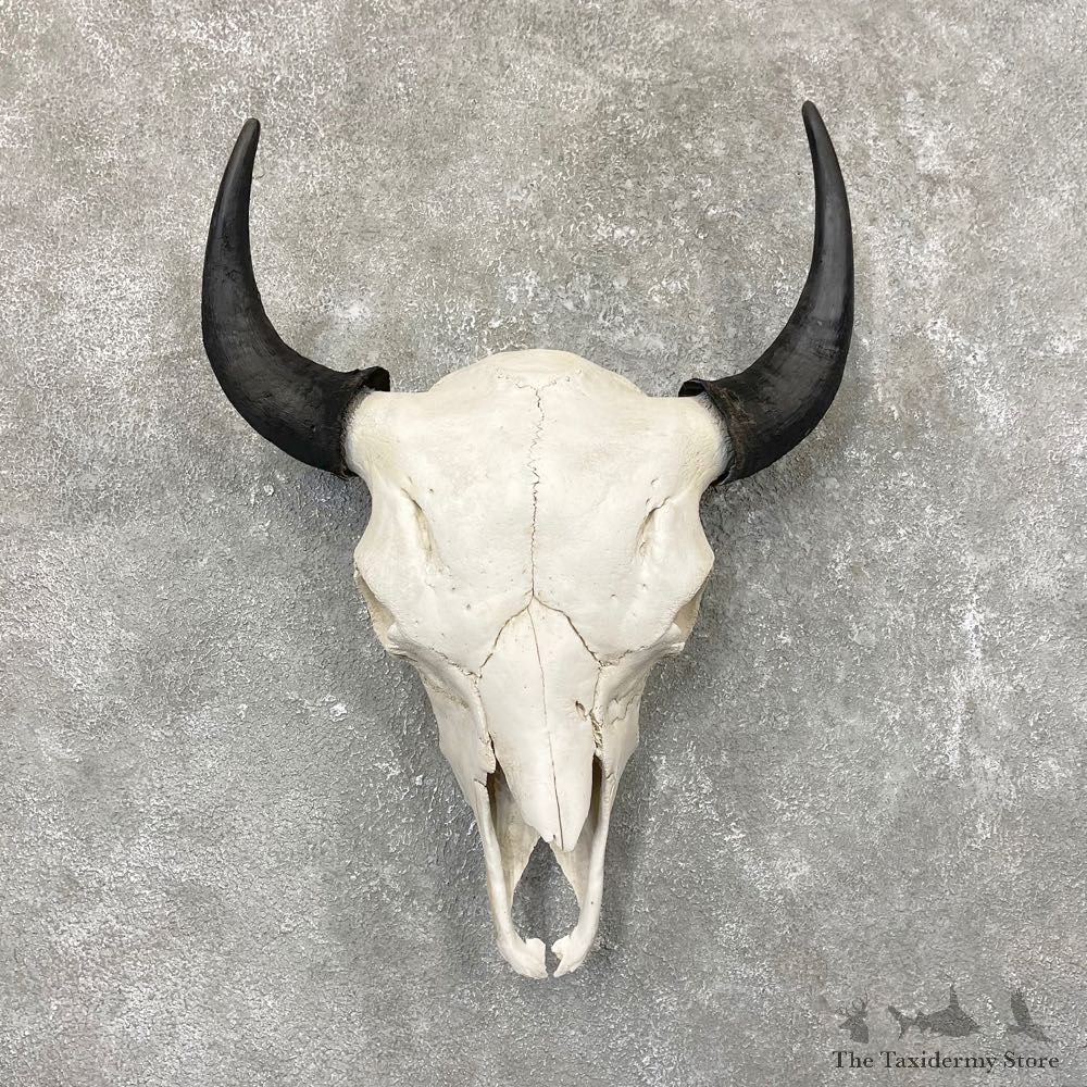 Buffalo Bison Skull Mount For Sale #24568 @ The Taxidermy Store