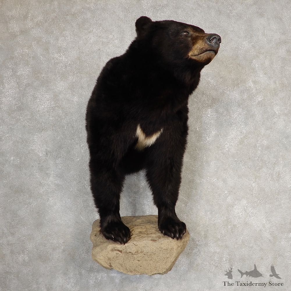 Black Bear Half-Life-Size Taxidermy Mount #21061 For Sale @ The Taxidermy Store