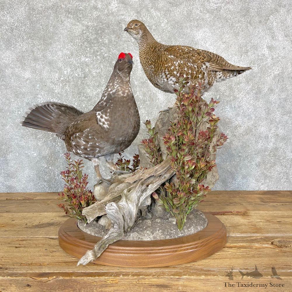 Spruce Grouse Mount For Sale #24334 @ The Taxidermy Store