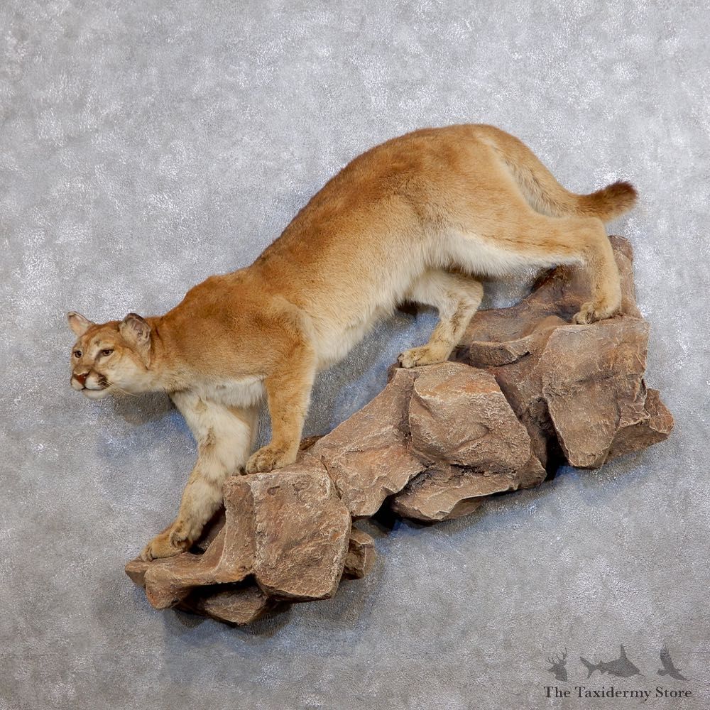 Mountain Lion Life-Size Mount For Sale #18750 @ The Taxidermy Store