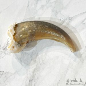 Grizzly Bear Claw For Sale #24901 - The Taxidermy Store