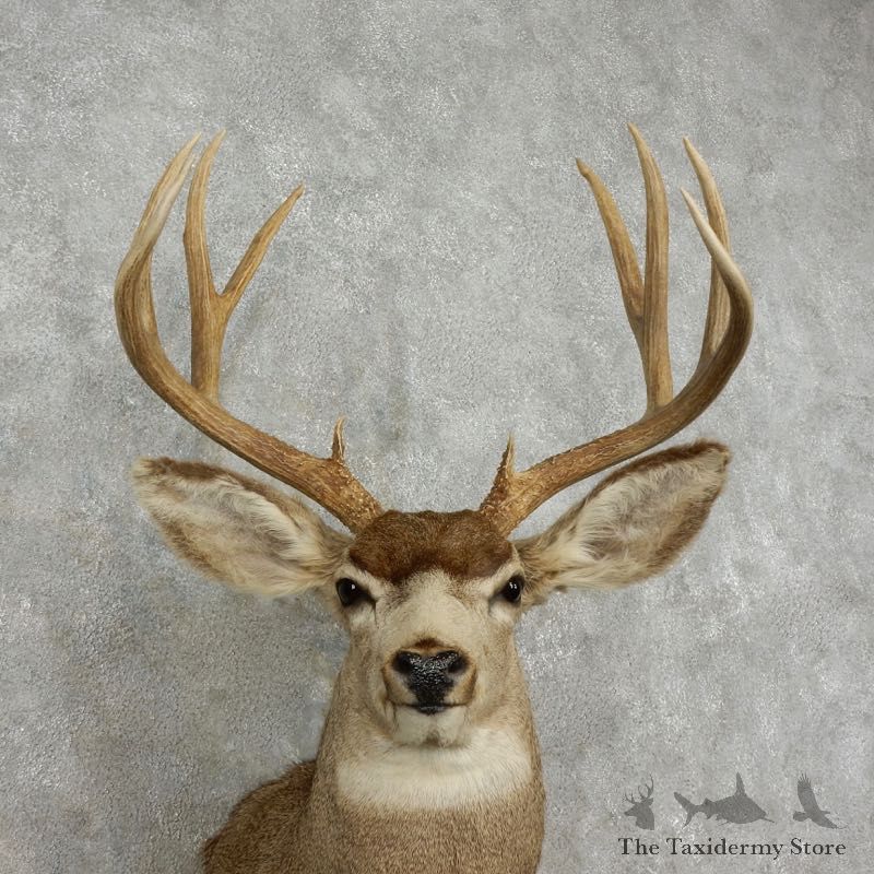 Mule Deer Shoulder Mount For Sale #17351 @ The Taxidermy Store