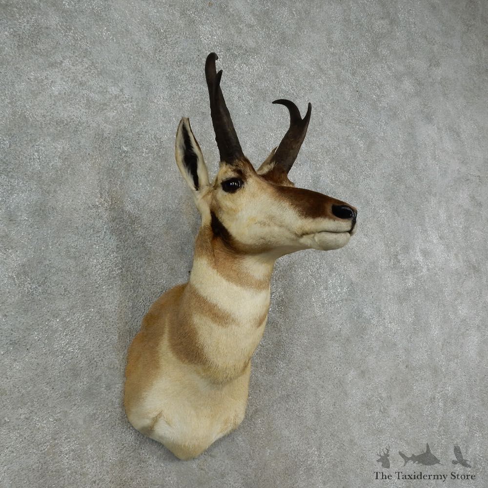 Pronghorn Antelope Shoulder Mount For Sale #16976 @ The Taxidermy Store
