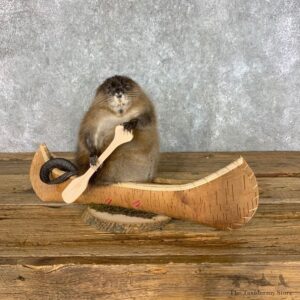 Canoeing Muskrat Novelty Mount #22601 @ The Taxidermy Store