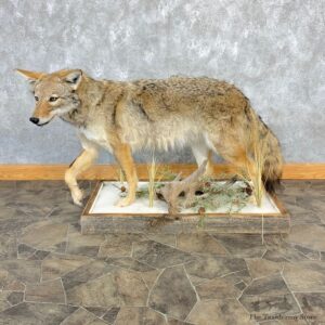 Coyote Life-Size Mount For Sale #23223 @ The Taxidermy Store