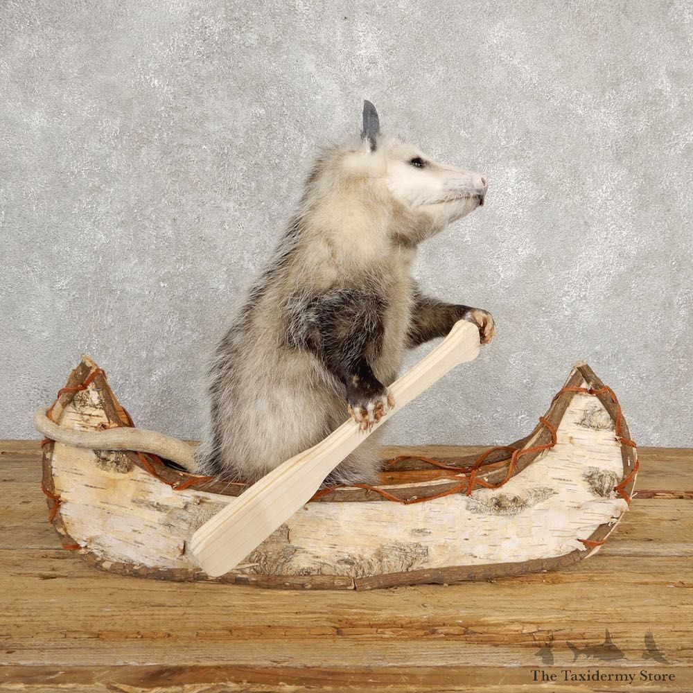 Canoeing Opossum Novelty Mount For Sale #20615 @ The Taxidermy Store