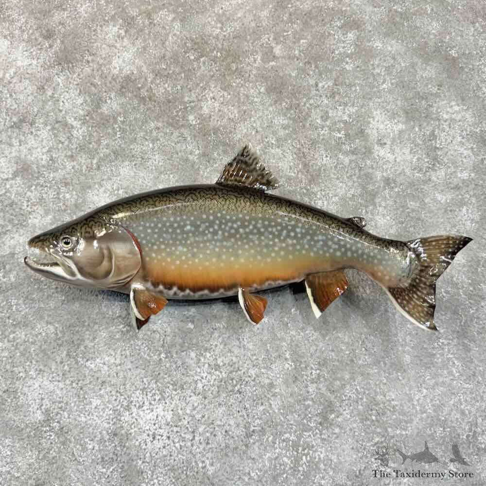 Brook Trout Fish Mount For Sale #30753 @ The Taxidermy Store
