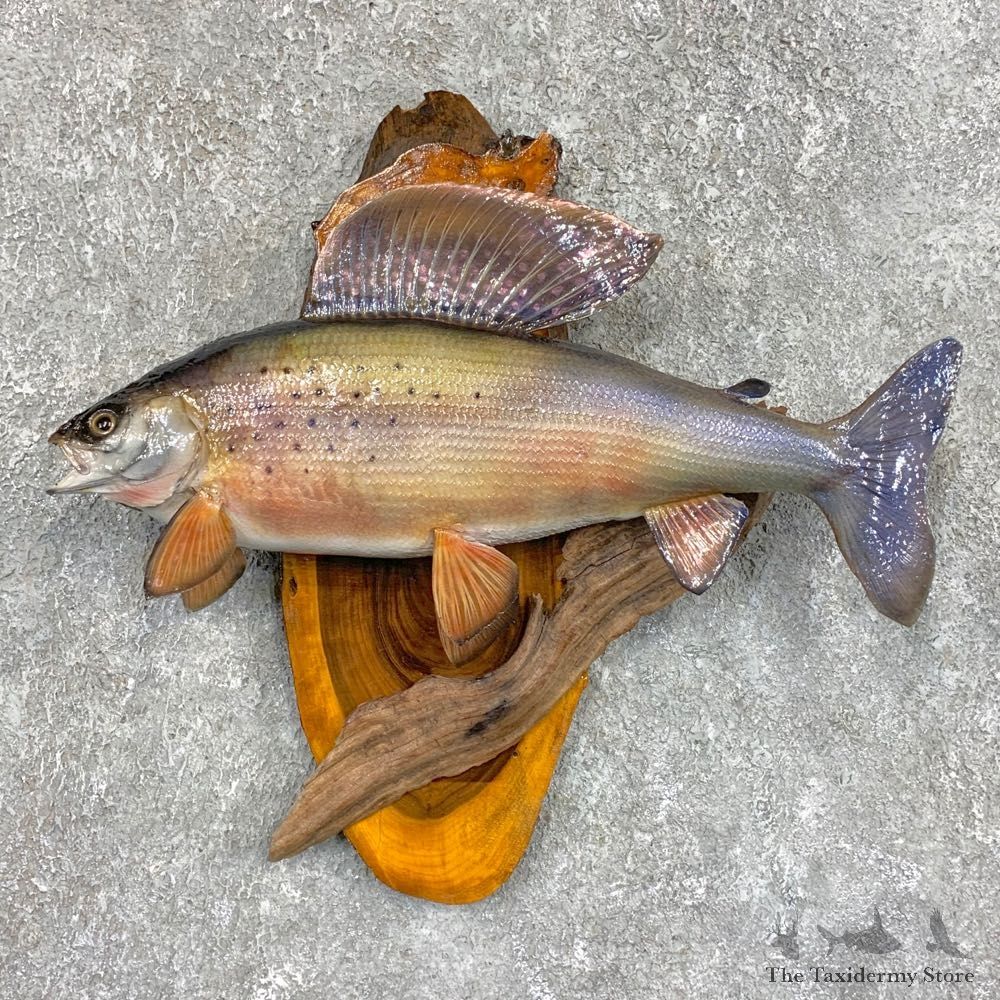 Arctic Grayling Fish Mount For Sale #22048 @ The Taxidermy Store