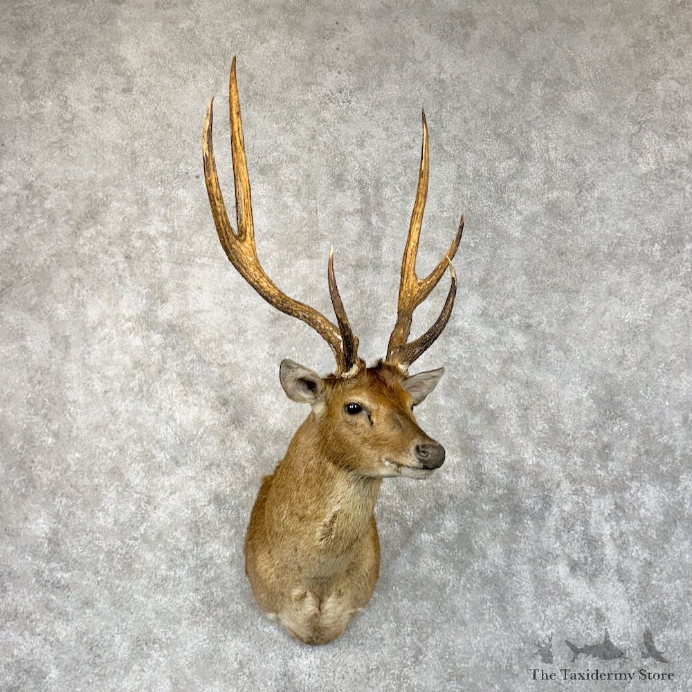Rusa Deer Shoulder Mount For Sale #29862 @ The Taxidermy Store