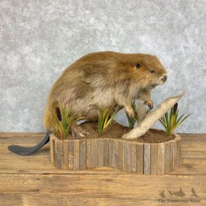 North American Beaver Mount For Sale #23629 @ The Taxidermy Store
