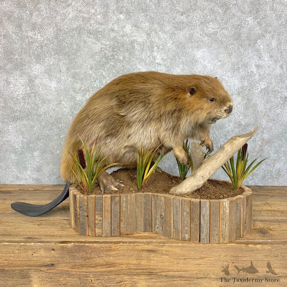 North American Beaver Mount For Sale #23629 @ The Taxidermy Store