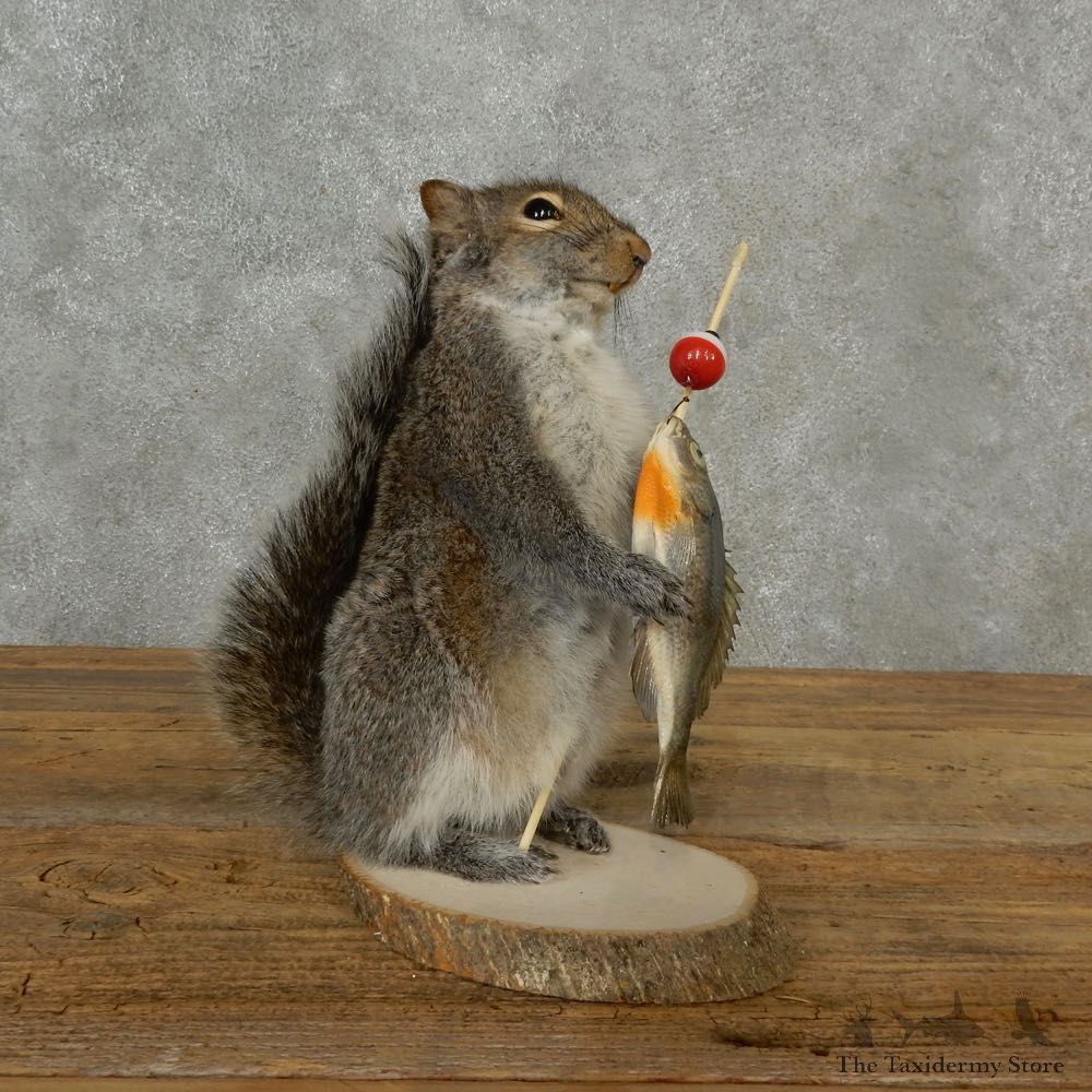 Fishing Squirrel Novelty Mount For Sale #16792 @ The Taxidermy Store