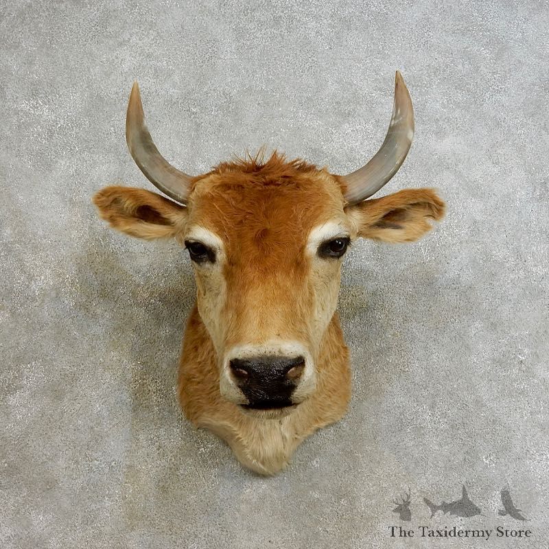 Jersey Steer Shoulder Mount For Sale #17239 @ The Taxidermy Store