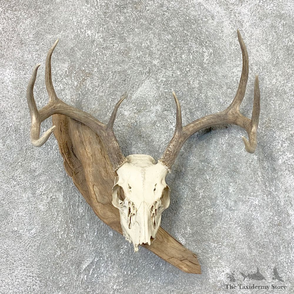 Whitetail Deer Skull European Mount For Sale #22318 @ The Taxidermy Store