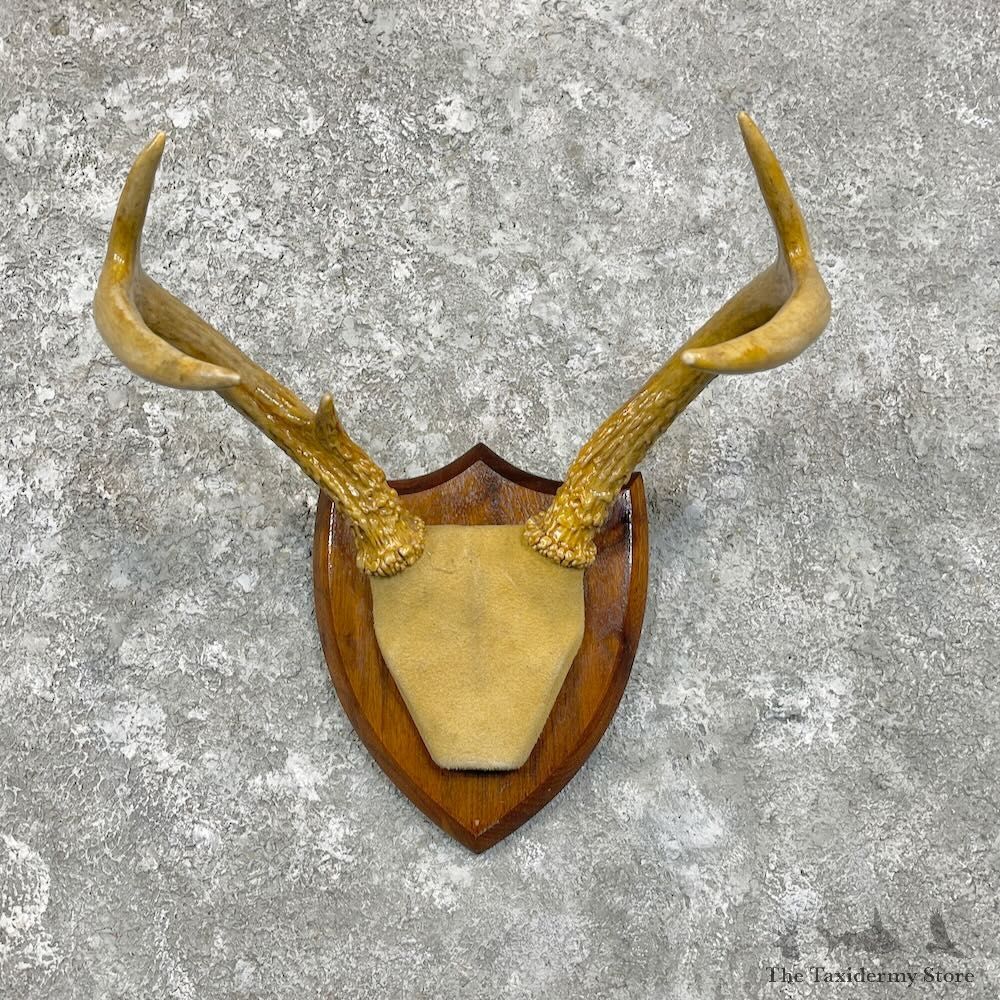 Whitetail Deer Antlers Plaque Mount For Sale #27937 @ The Taxidermy Store