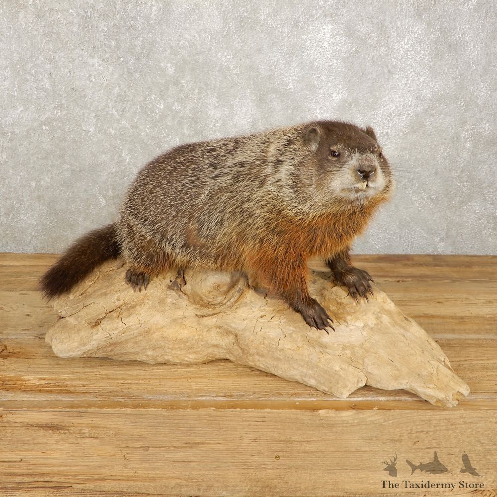 Woodchuck Life-Size Mount For Sale #20384 @ The Taxidermy Store