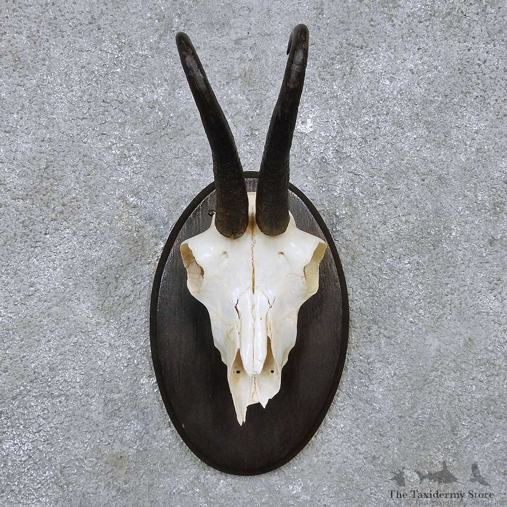 Chamois Skull & Horns European Mount For Sale #14547 @ The Taxidermy Store