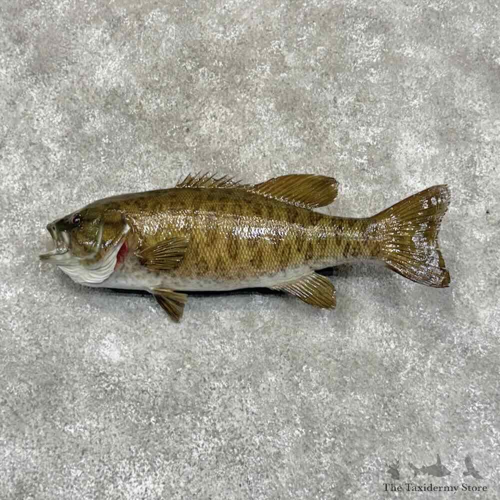 Smallmouth Bass Fish Mount For Sale #31061 @ The Taxidermy Store