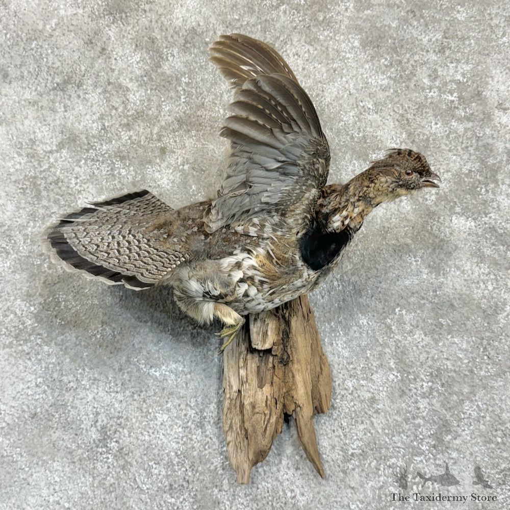 Ruffed Grouse Bird Mount For Sale #29633 @ The Taxidermy Store