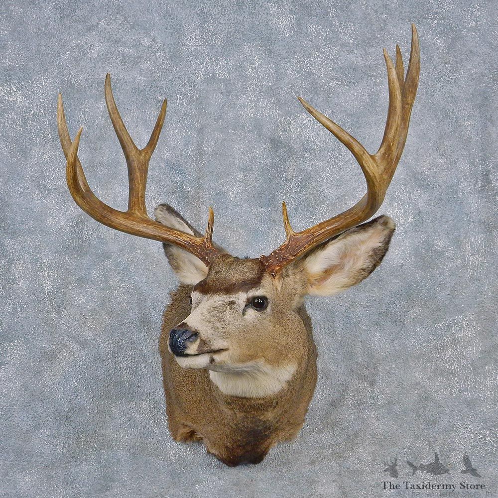 Mule Deer Shoulder Taxidermy Head Mount #12556 For Sale @ The Taxidermy Store