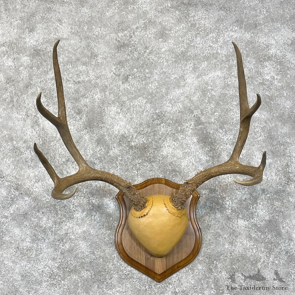 Mule Deer Antler Plaque Mount For Sale #28471 @ The Taxidermy Store