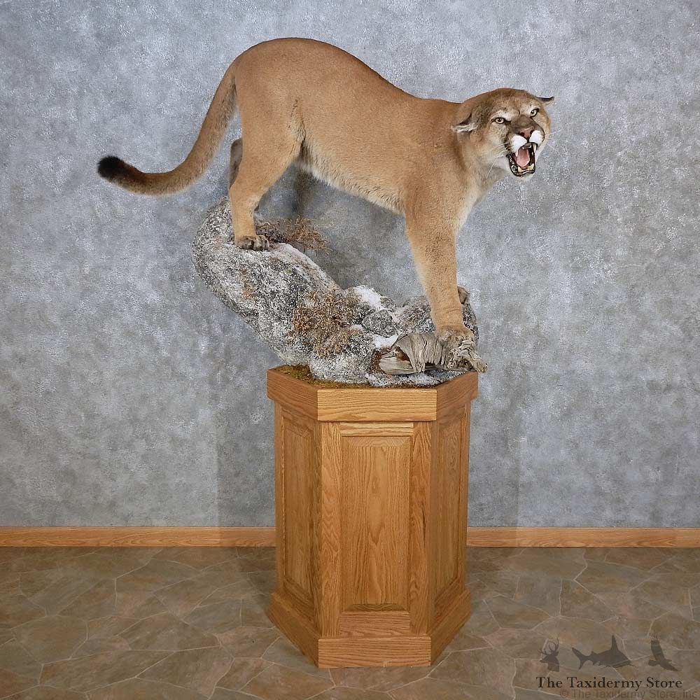 Mountain Lion Pedestal Mount For Sale #15642 @ The Taxidermy Store