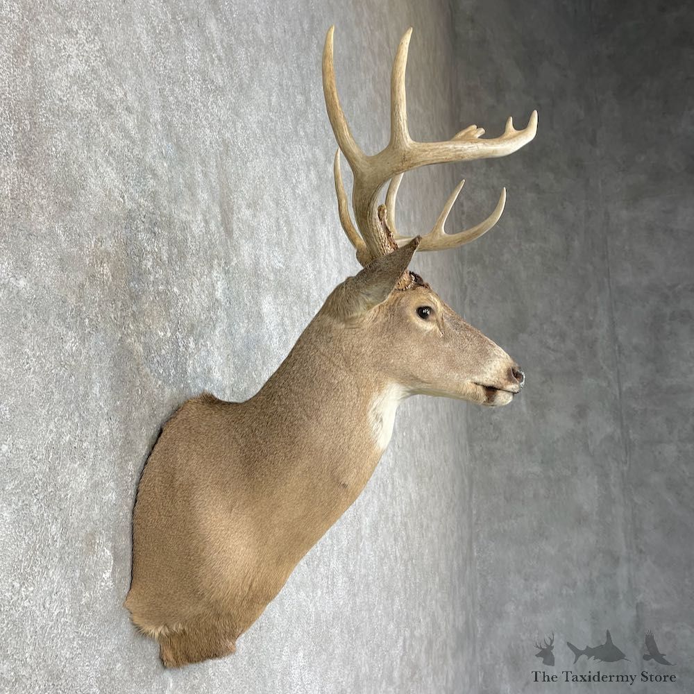 Whitetail Deer Taxidermy Shoulder Mount For Sale #25836 @ The Taxidermy Store