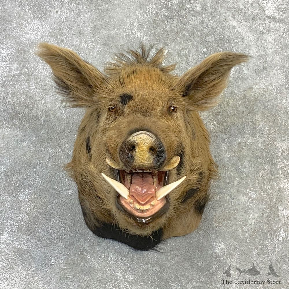 Russian Boar Shoulder Mount For Sale #23116 @ The Taxidermy Store