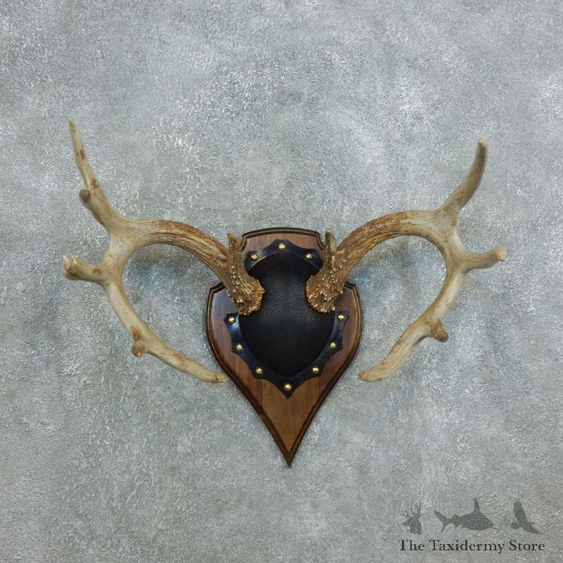 Whitetail Deer Antler Plaque Mount For Sale #18433 @ The Taxidermy Store