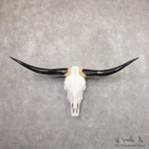 Longhorn Steer Skull European Mount For Sale #22185 @ The Taxidermy Store