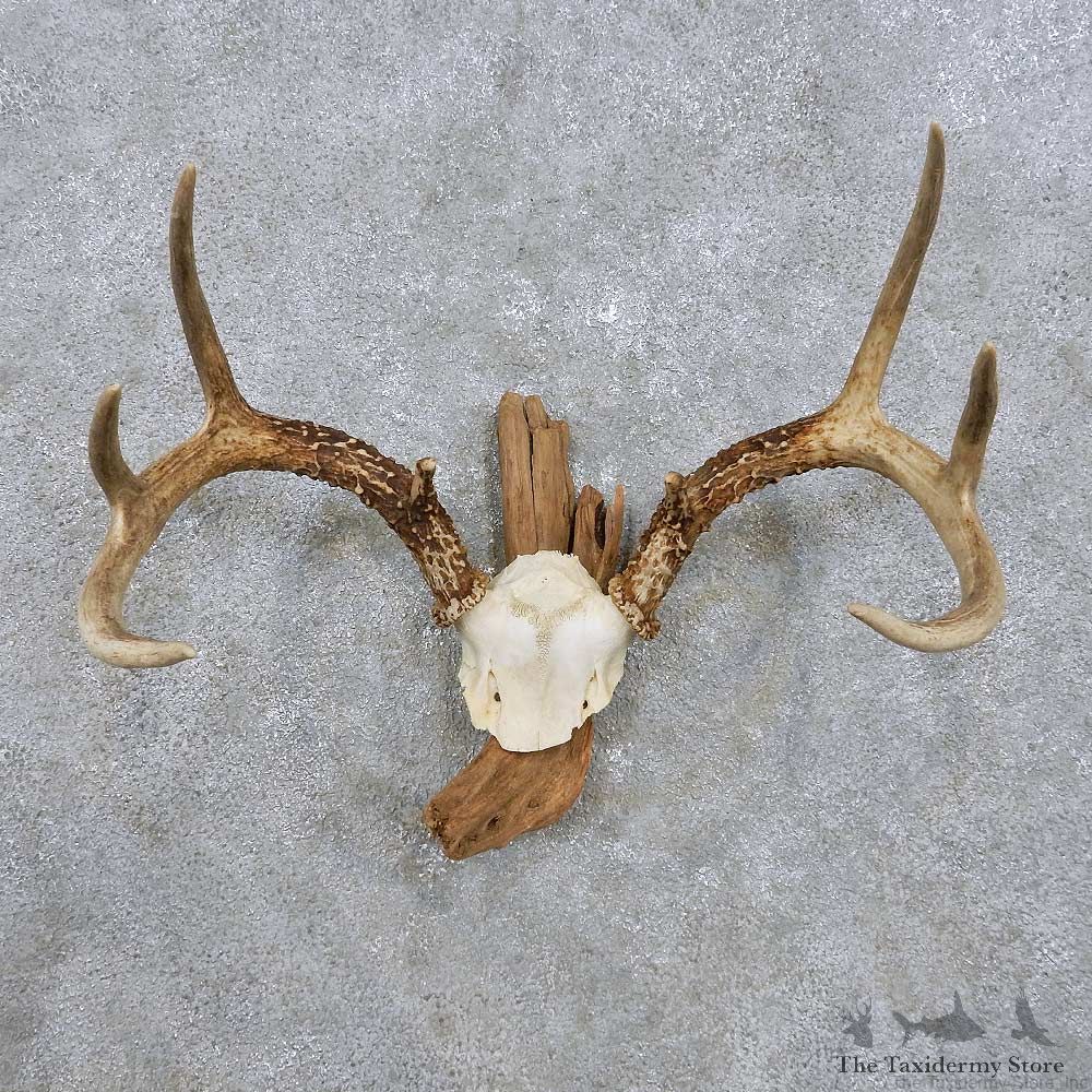 Whitetail Deer Antler Mount For Sale #14300 @ The Taxidermy Store