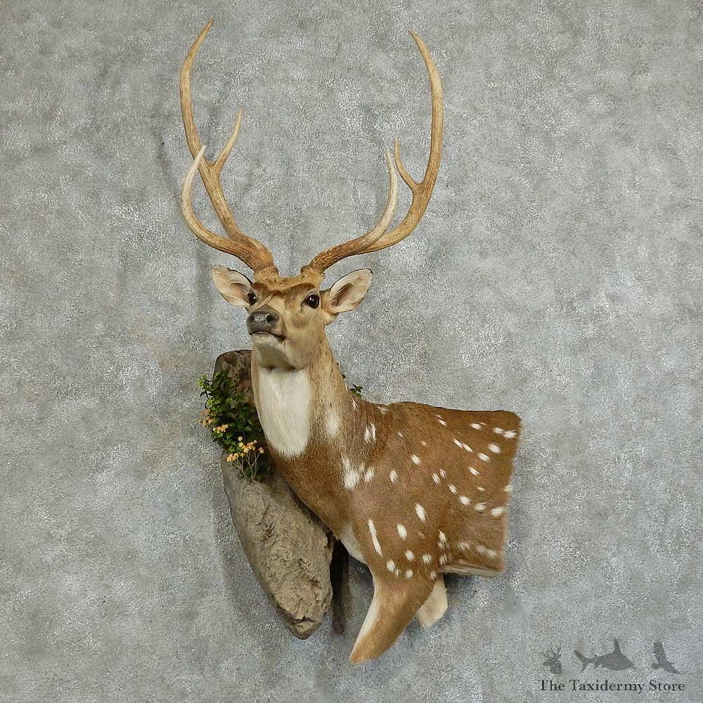 Axis Deer Wall Pedestal Mount For Sale #16043 @ The Taxidermy Store