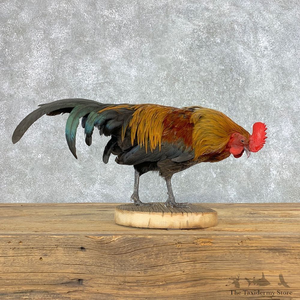Rooster Taxidermy Bird Mount For Sale #21516 @ The Taxidermy Store