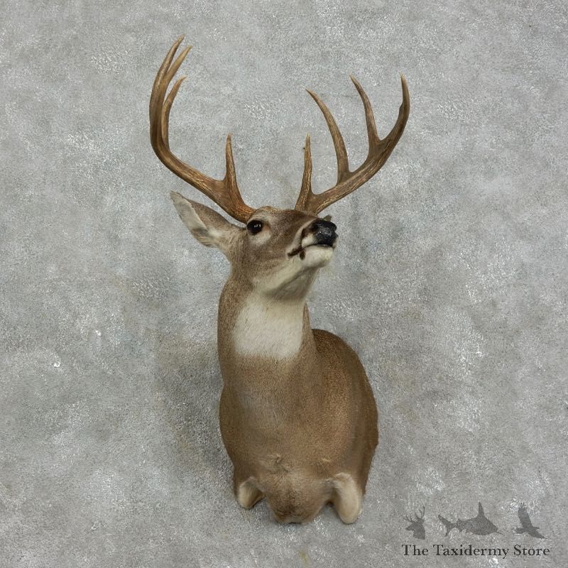 Whitetail Deer Shoulder Mount #17520 For Sale - The Taxidermy Store
