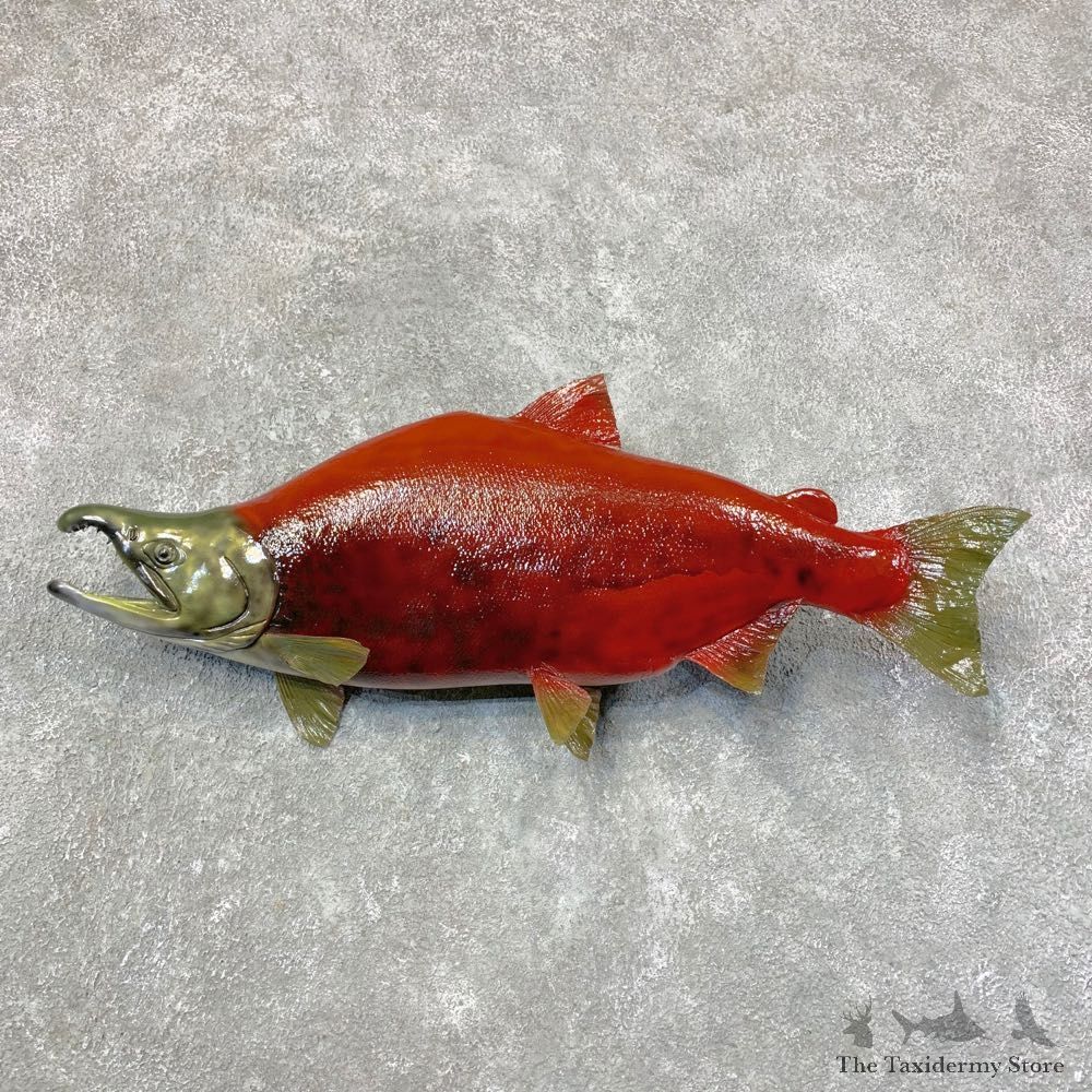 Sockeye Salmon Taxidermy Fish Mount For Sale #23651 @ The Taxidermy Store