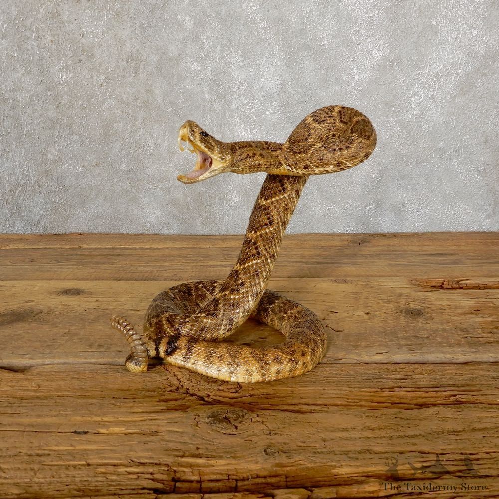 Western Diamondback Rattlesnake Mount For Sale #18892 @ The Taxidermy Store