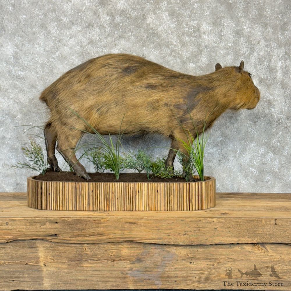 Capybara Life-Size Mount For Sale #29735 @ The Taxidermy Store