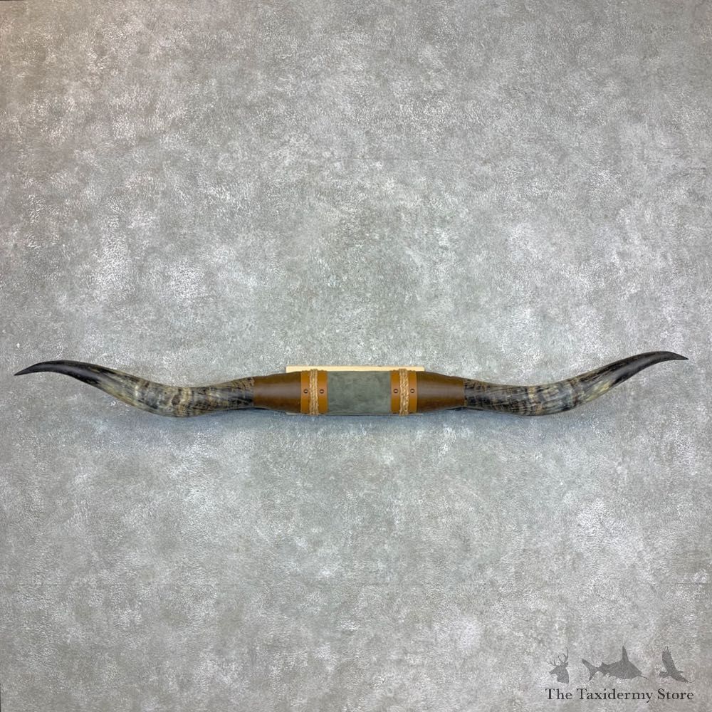 Longhorn Steer Plaque For Sale #23354 @ The Taxidermy Store
