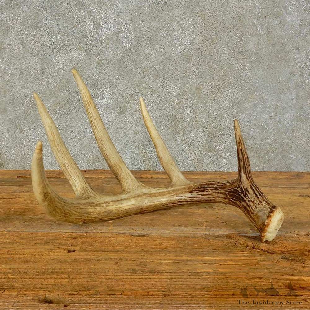 Whitetail Deer Antler Shed For Sale #16447 @ The Taxidermy Store
